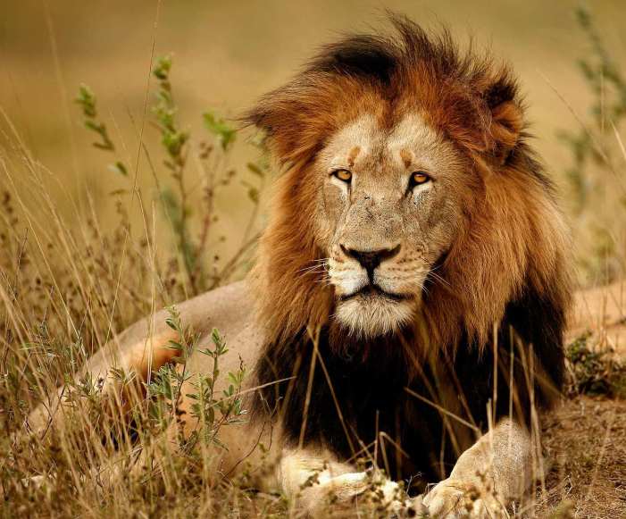 kruger-national-park-south-africa-lions-jpg-1340x0_default
